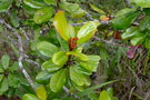 vignette Argophyllum vernicosum