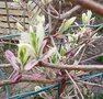 vignette Lonicera x italica 'Harlequin'