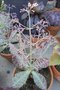 vignette Kalanchoe humilis 'Surprise du dsert'