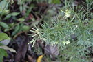 vignette Grevillea gracilis 'Alba'