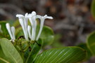 vignette Psychotria calorhamnus