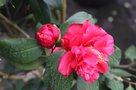 vignette Camellia japonica 'Mont Gargan'   (Alfred Lematre, F 2000)