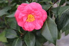 vignette Camellia Japonica 'Hippolyte Thoby'   (Ppinires Guichard F 1971)