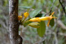 vignette Oxera baladica ssp. baladica