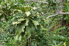 vignette Oxera baladica ssp. baladica