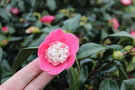 vignette Camellia japonica 'Momoiro-bokuhan'   (Japon 1960)