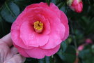 vignette Camellia japonica 'Katie' (Nuccio Nurseries, USA 1976)