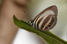 vignette Papillon (Nothodanis schaeffera)