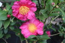 vignette Camellia sasanqua 'Anna Dzofka'   (F 2005)