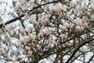 vignette Magnolia biondii