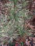 vignette Pinus densiflora 'Oculus-draconis'