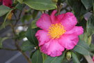 vignette Camellia sasanqua 'Anna Dzofka' (F 2005)