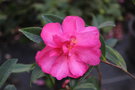 vignette Camellia sasanqua 'Dazzler'   (Nuccio Nurseries USA 1960)