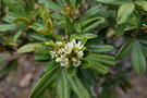 vignette Cossinia trifoliata
