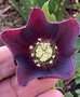 vignette Helleborus orientalis 'Nigra' - Hellebore noire