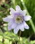 vignette Anemone apennina 'Double Form'