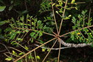 vignette Serianthes calycina