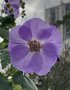vignette Abutilon vitifolium = Corynabutilon vitifolium
