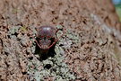 vignette Coleoptre (Cerambycidae) - Blapsilon sp. ?