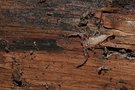vignette Scorpion (Liocheles neocaledonicus)