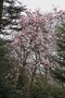 vignette Magnolia campbellii ssp. mollicomata