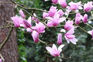 vignette Magnolia dawsoniana