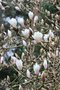 vignette Magnolia denudata x cylindrica