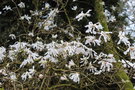 vignette Magnolia stellata