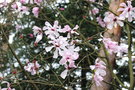 vignette Magnolia campbellii (Alba Group) 'Chyverton'