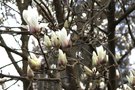 vignette Magnolia cv. semis spontan