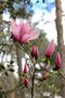 vignette Magnolia 'Gossleri Seedling B'