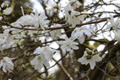vignette Magnolia x loebneri 'Spring Snow'