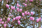 vignette Magnolia x soulangeana 'Burgundy'