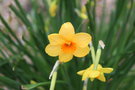 vignette Narcissus cv. 005   (Loudun, Vienne)