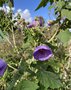 vignette Abutilon vitifolium = Corynabutilon vitifolium