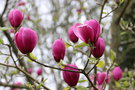 vignette Magnolia Black Tulip x 'Caerhays Surprise'