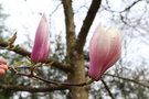 vignette Magnolia x soulangeana 'Rose Superb'