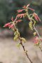vignette Quercus ellipsoidalis au dbourrement