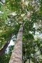 vignette Elaeocarpus speciosus