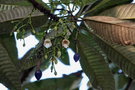 vignette Elaeocarpus speciosus