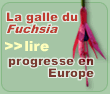 Aculops fuchsiae, la galle du Fuchsia progresse en Europe